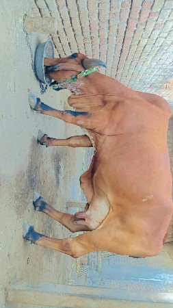 ઘર ઘરાવ ગાય વેચવાની છે