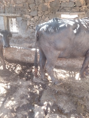 વેચવાની છે