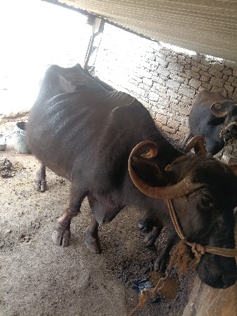 ભેસ‌ વેસવાનીછે