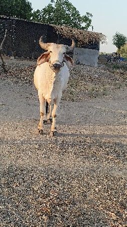 પેલ ધરો વચડો વેચવા નો છે