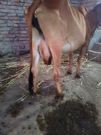 थंबनेल 3