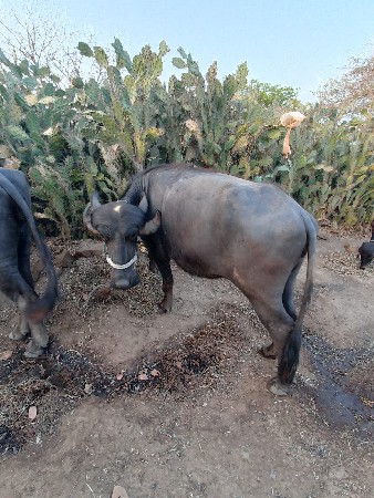 2 ખળેલા વેસવાના સે