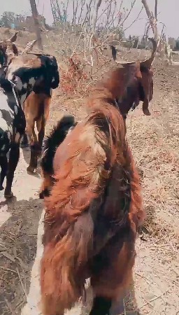 બે બોકડા વેચવાના છે દોઢ વરસના છે