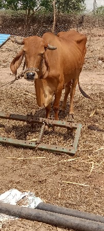 ગાય વેચાવાનીછે પેલુવેતરવીયાણી
