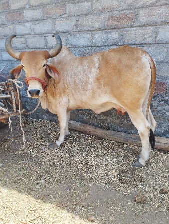 આ ગાય વેચવાની છે