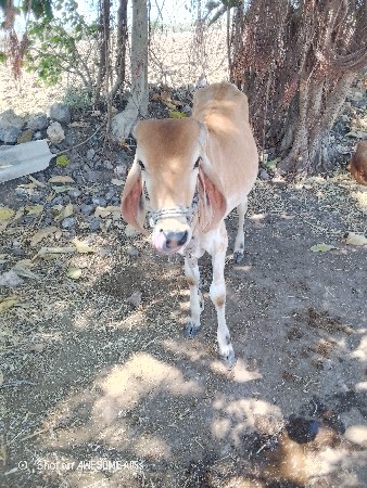 थंबनेल 3