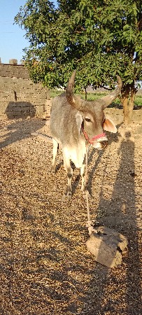 थंबनेल 3