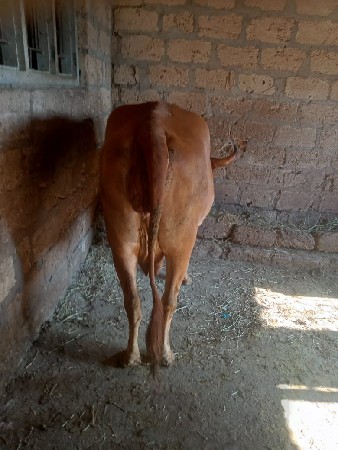 थंबनेल 2