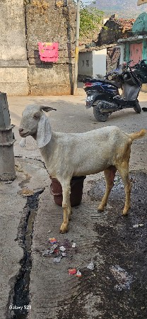 થંબનેલ 2