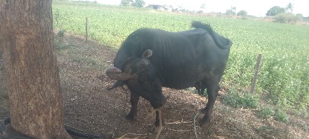 ભેંશ વેચવાની છે