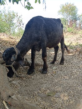 થંબનેલ 3