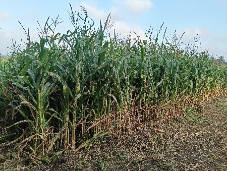 મકાઈ વેચવાની છે