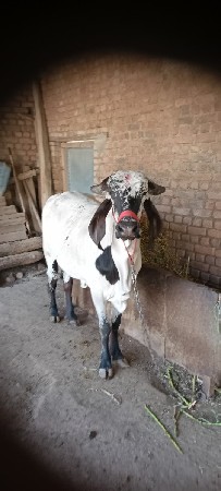 थंबनेल 2