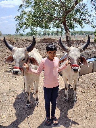 બળદ વેચવાના છે