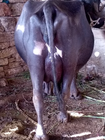 ભેંસ વેચવાની છે