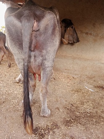 ભેંસ વેચવા ની છે