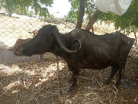 બે ભેંસ વેચવાની છે