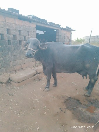 ભેસ ને ખડેલી બેય વેચવાની છૈ.