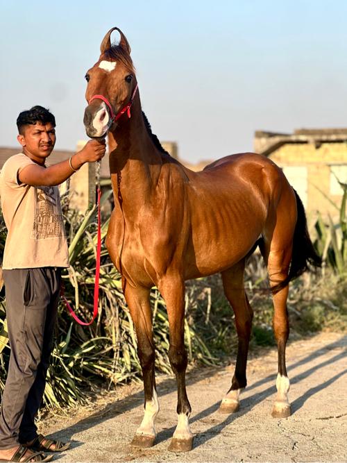 थंबनेल 2