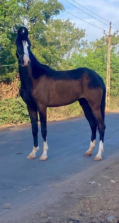 थंबनेल 2