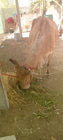 આ ગાય બીજું વેતર વીરાણી છે દુધ