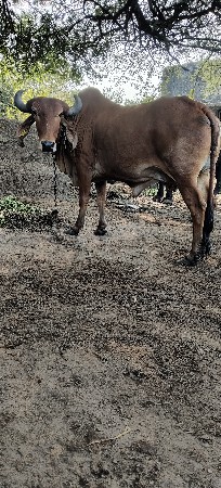 थंबनेल 2