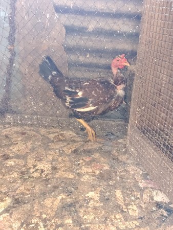 મરઘા અને મરઘી