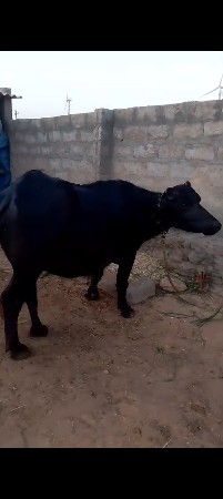 પીયોર બન્ની ની જોટી