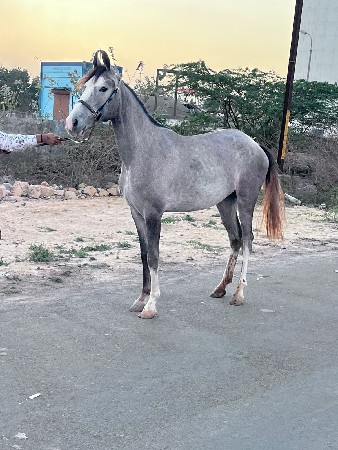 રોજી વછેરી વેચવાની છે