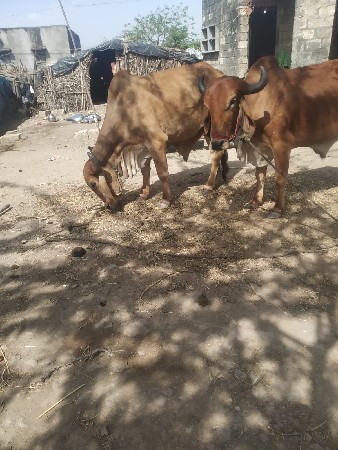 थंबनेल 3