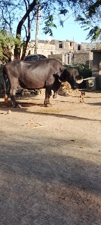 બીજું વેતર ઘાભણી ૮ મો મહીનો