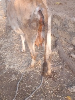 ગાય વેસવાની છે