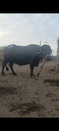 થંબનેલ 3