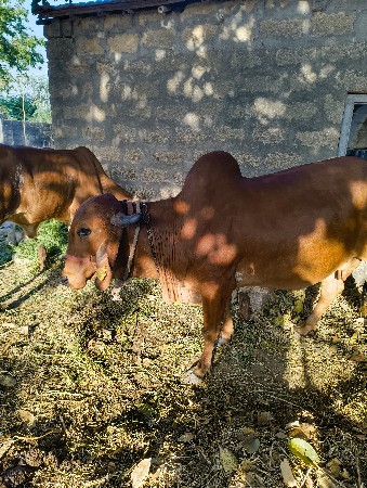 થંબનેલ 2