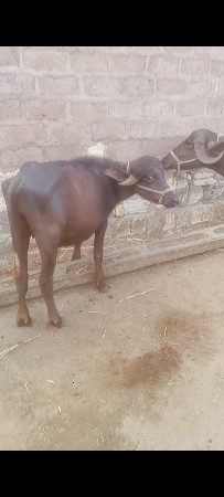 ખડાયું વેશવાની છે