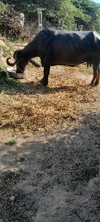 ભેંસ વેચવાની છે