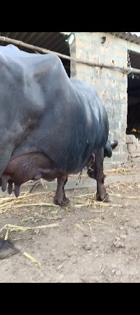 બે ભેંસ વેચવાની છે