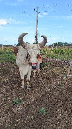 બળદ વેચવાના છે