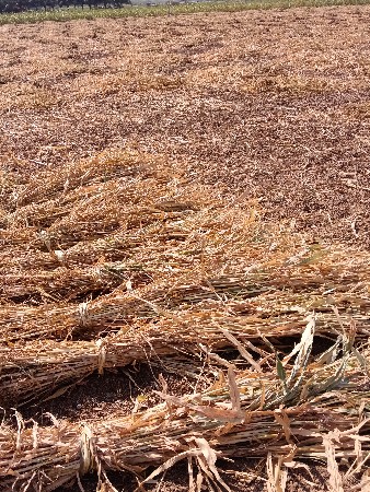 જુવાર ની નિરણ વેચવાની છે