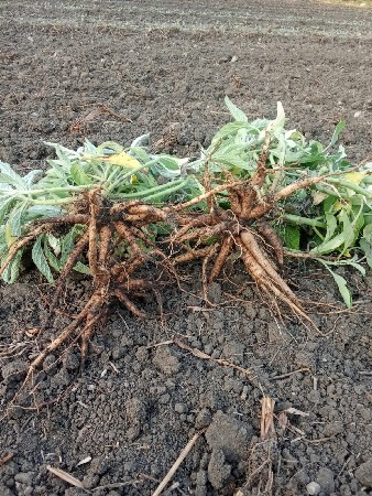 थंबनेल 3