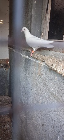 kabutar vechvanu chhe