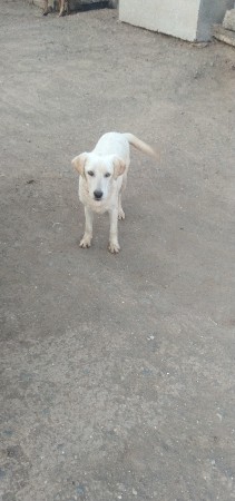 લેબરા કૂતરો વેચવાનો છે