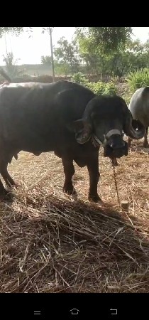 વેસવાની છે વેતર 2 છે