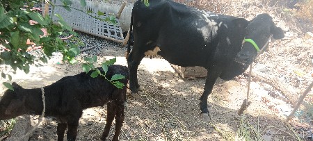 જરર્સી ગાય 2 જું વેતર