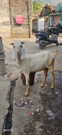 bakra