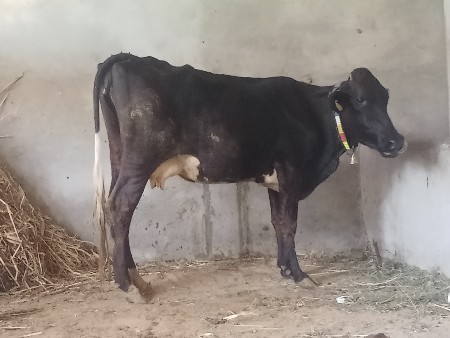 hf ગાય પેલુવેટર