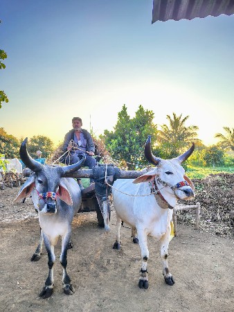 વેશવા ના છે