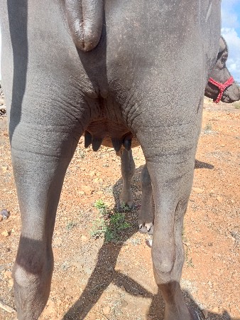 थंबनेल 2