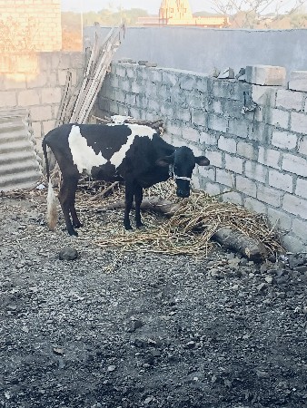 थंबनेल 2