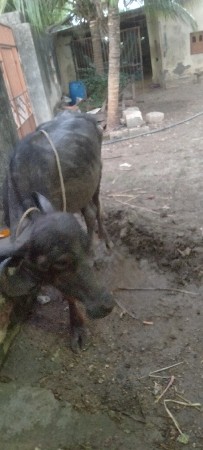 थंबनेल 2